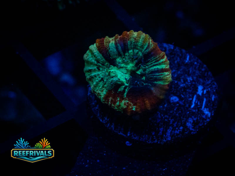 RVL Lava Rim Favia coral image from ReefRivals, listed as Favia sp. and Favias