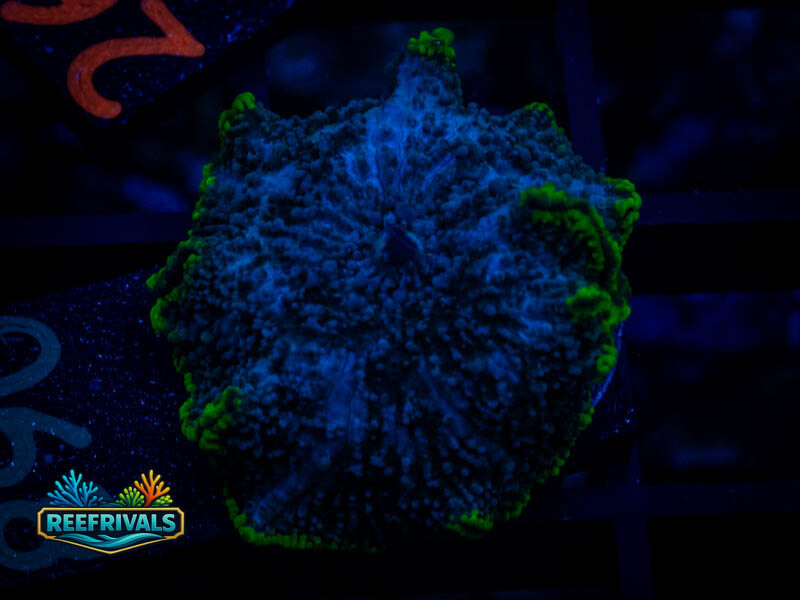 RVL Ocean Blue Mushroom coral image from ReefRivals, listed as Discosoma sp. and Mushrooms