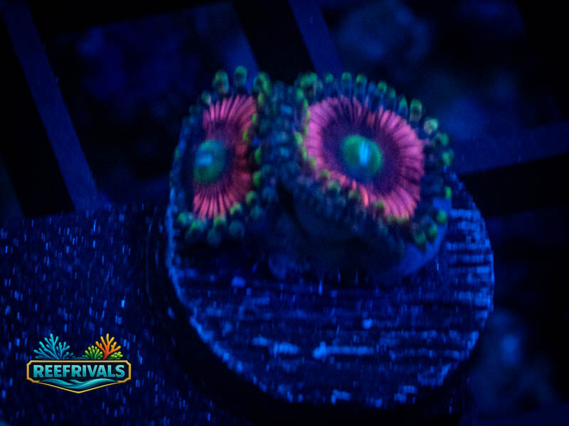 WWC Black Orchids Zoa coral image from ReefRivals, listed as Zoanthus sp. and Zoas