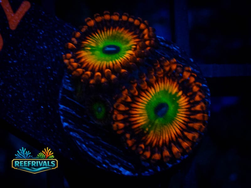 OG Bowzer Zoa coral image from ReefRivals, listed as Zoanthus sp. and Zoas