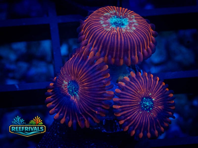 WA Purple People Eater Zoa coral image from ReefRivals, listed as Zoanthus sp. and Zoas