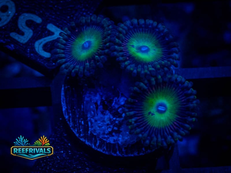 CA Candy Apple Green Zoa coral image from ReefRivals, listed as Zoanthus sp. and Zoas