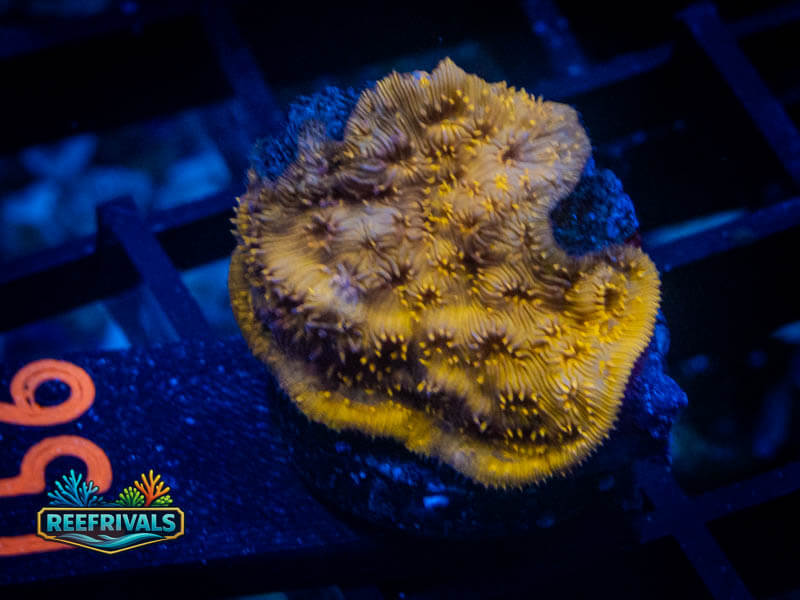 WWC Golden Pavona WYSIWYG coral image | ReefRivals WWC Golden Pavona coral image from ReefRivals, listed as Pavona sp. and SPS Plating