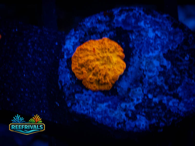 TG Jawbreaker Mushroom coral image from ReefRivals, listed as Discosoma sp. and Mushrooms