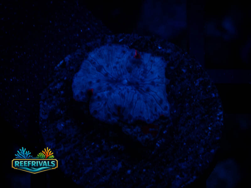 RVL Aqua Blue Mushroom coral image from ReefRivals, listed as Discosoma spp. and Mushrooms