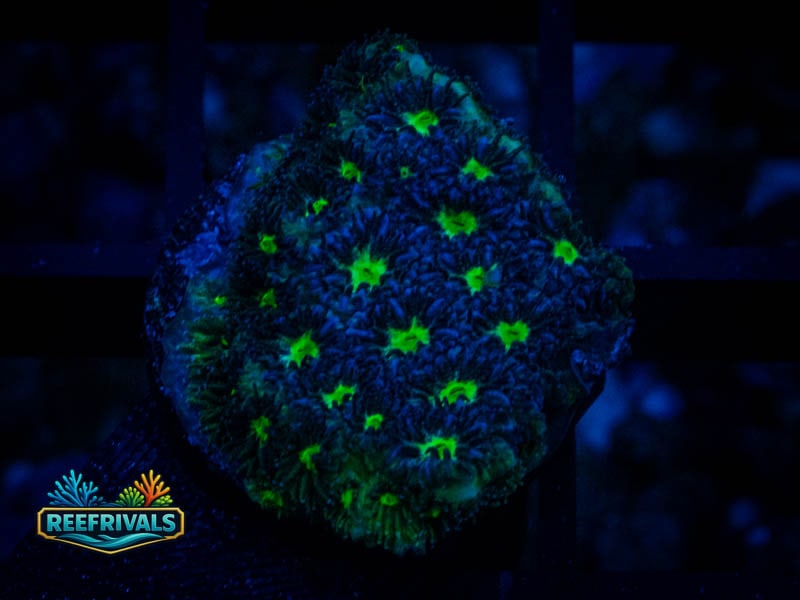 WWC Spooky Leptastrea coral image from ReefRivals, listed as Leptastrea sp. and Encrusting