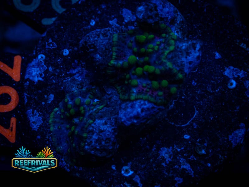RVL Yellow Oxide Mushroom coral image from ReefRivals, listed as Rhodactis spp. and Mushrooms