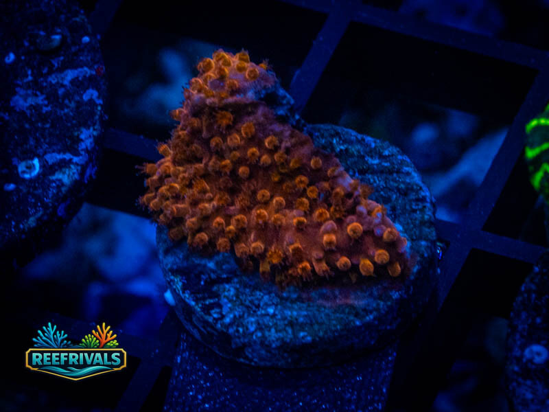 ECC Sunburst Monti WYSIWYG coral image | ReefRivals ECC Sunburst Monti coral image from ReefRivals, listed as Montipora sp. and Soft Coral