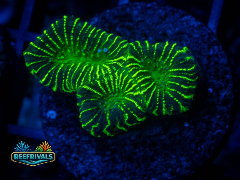 TG Neon Green Pinstripe coral image from ReefRivals, listed as Platygyra sp. and LPS Fleshy