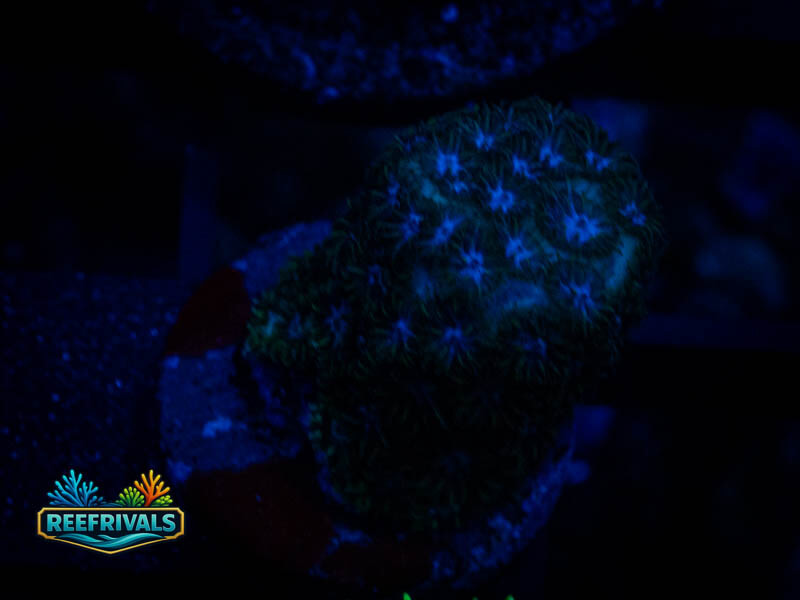 RVL Icy Blue Leptastrea coral image from ReefRivals, listed as Leptastrea sp. and Encrusting