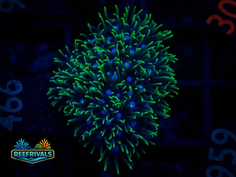 RVL Blue Core GSP coral image from ReefRivals, listed as Briareum sp. and Soft Coral