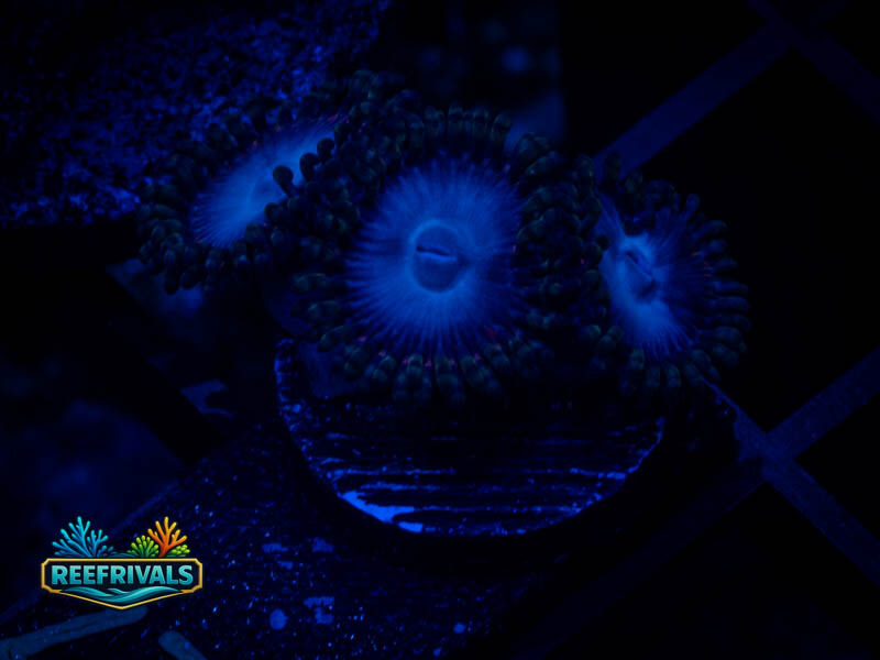 TG Spiderman Zoa coral image from ReefRivals, listed as Zoanthus sp. and Zoas