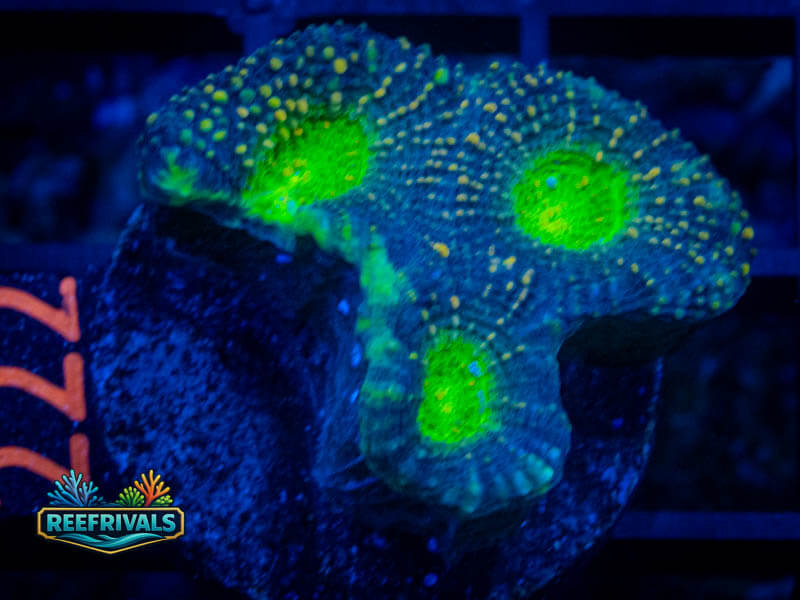 TSA Irish Favia coral image from ReefRivals, listed as Favia sp. and Favias