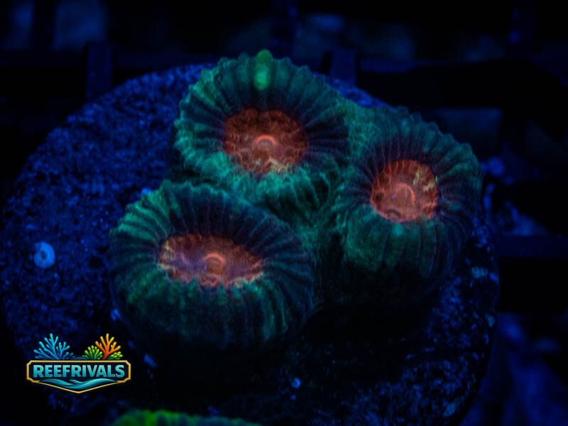 WWC Christmas Favia coral image from ReefRivals, listed as Favia sp. and Favias