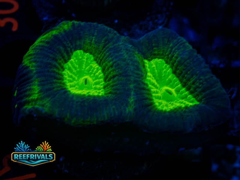 RVL Toxic Green Favia coral image from ReefRivals, listed as Favia sp. and Favias