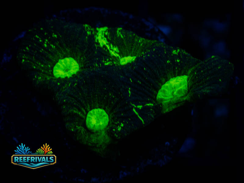 RVL Toxic Oil Splatter Favia WYSIWYG coral image | ReefRivals RVL Toxic Oil Splatter Favia coral image from ReefRivals, listed as Favia sp. and Soft Coral