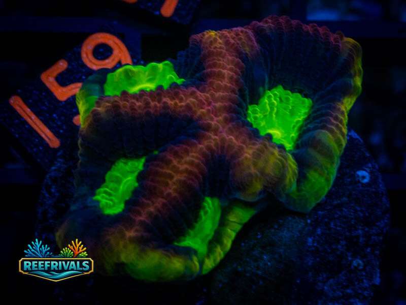 TSA Dragon Soul Favia coral image from ReefRivals, listed as Favia sp. and Favias