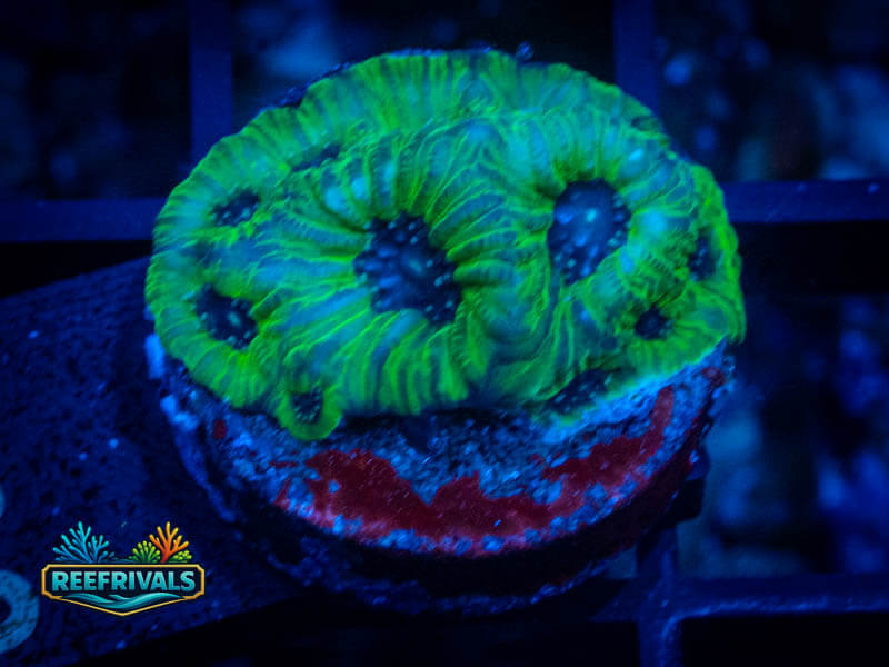 UC Fascination Favia coral image from ReefRivals, listed as Favia sp. and Favias