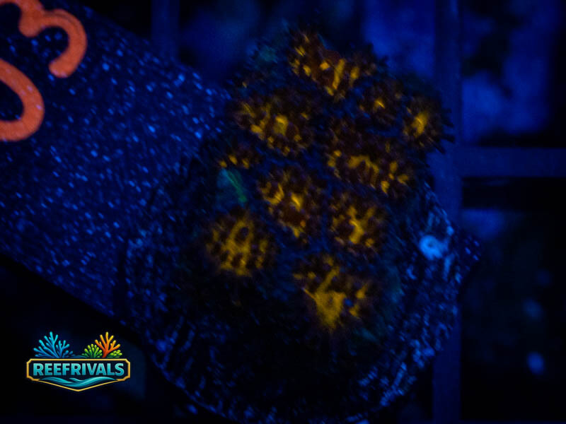 WWC Burning Leptastrea coral image from ReefRivals, listed as Leptastrea sp. and Soft Coral