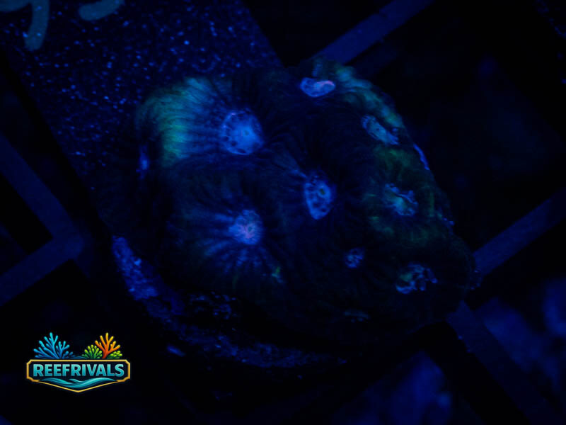 RVL Prince Favia coral image from ReefRivals, listed as Favia sp. and Favias