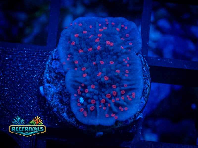 TSA Periwinkle Passion Monti coral image from ReefRivals, listed as Montipora sp. and Montis