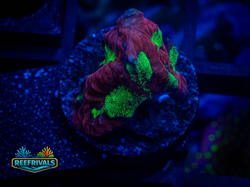 WWC Tyree Open War Coral coral image from ReefRivals, listed as Favites sp. and Favias