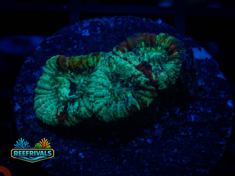 RVL Lava Rime Favia WYSIWYG coral image | ReefRivals RVL Lava Rime Favia coral image from ReefRivals, listed as Favia sp. and Favias