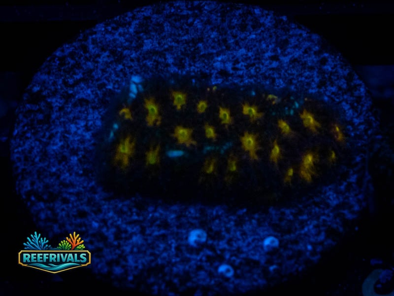 RVL Burning Leptastrea coral image from ReefRivals, listed as Leptastrea sp. and Soft Coral
