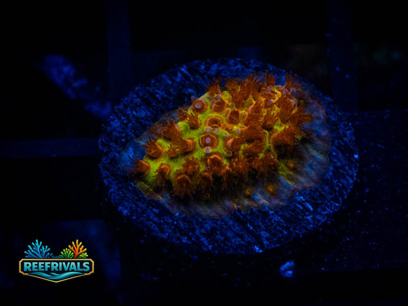 JF Burning Banana Stylo coral image from ReefRivals, listed as Stylocoeniella spp. and Encrusting