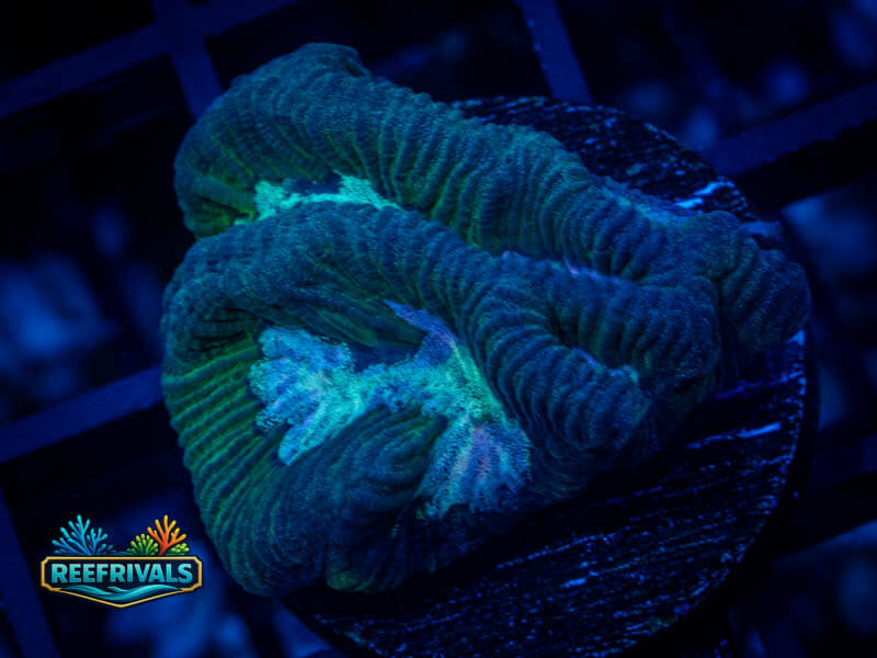 RVL Icy River Platygyra coral image from ReefRivals, listed as Platygyra sp. and Encrusting