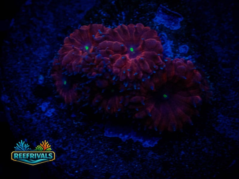 WWC VDM Blasto coral image from ReefRivals, listed as Blastomussa sp. and LPS Fleshy