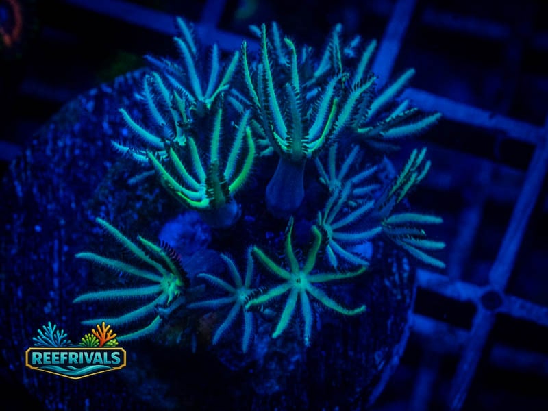 WWC Green Shaggy Pipe Organ coral image from ReefRivals, listed as Tubipora musica and Soft Coral