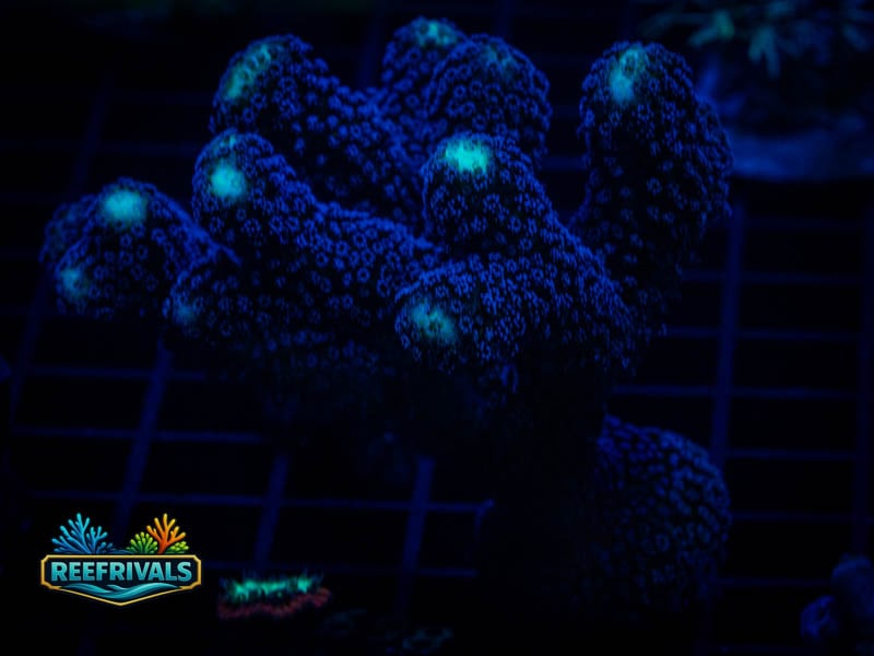 TSA Blueberry Stylo coral image from ReefRivals, listed as Stylophora sp. and SPS Branching