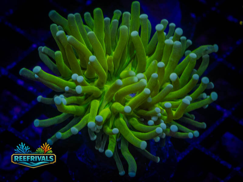 OG Holy Grail Torch coral image from ReefRivals, listed as Euphyllia glabrescens and Torches