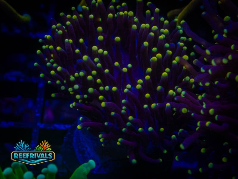 CA Indo Pink Tip Joker Torch coral image from ReefRivals, listed as Euphyllia glabrescens and Torches