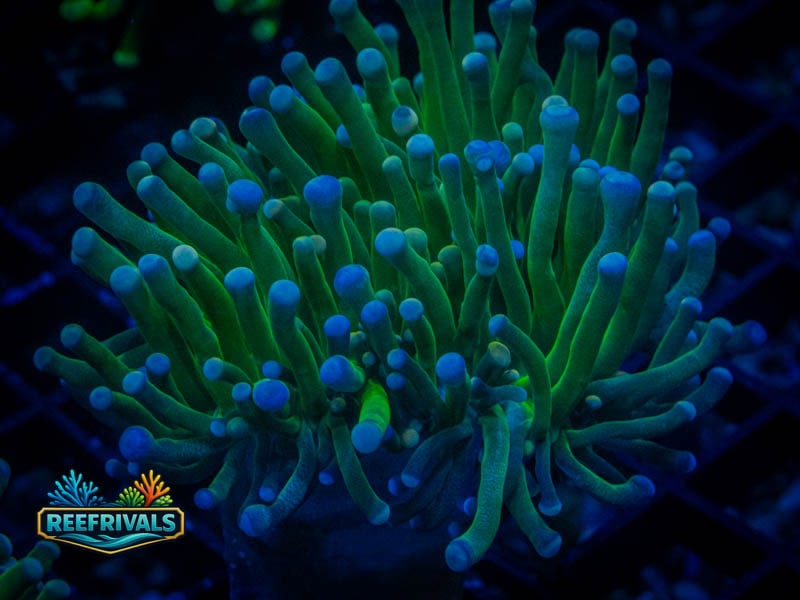 TG Cotton Candy Torch coral image from ReefRivals, listed as Euphyllia glabrescens and Torches