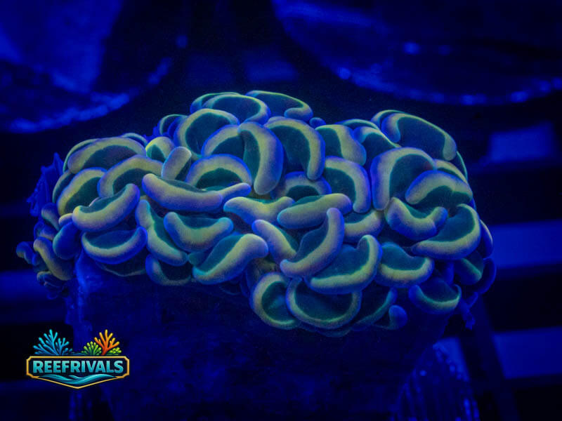 TSA Hologram Hammer coral image from ReefRivals, listed as Fimbriaphyllia ancora and Hammers