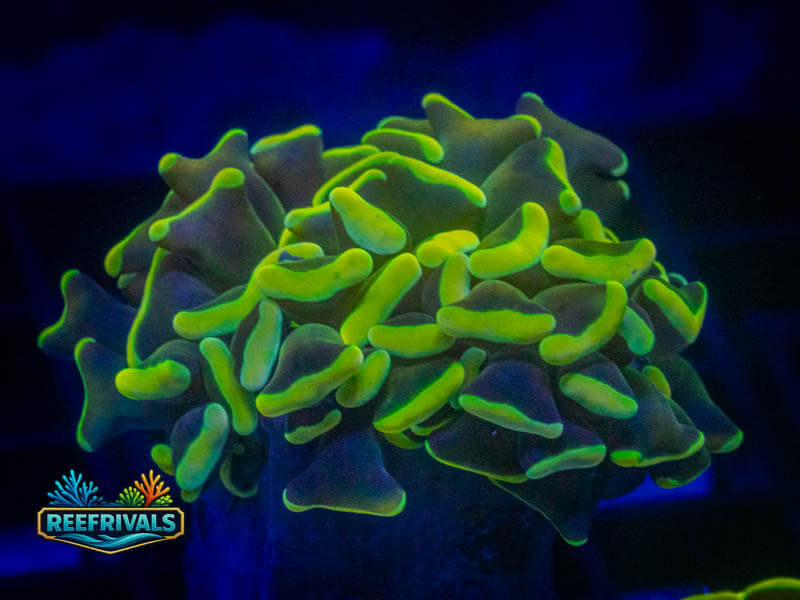 OC Ultra Neon Yellow Hammer coral image from ReefRivals, listed as Fimbriaphyllia ancora and Hammers