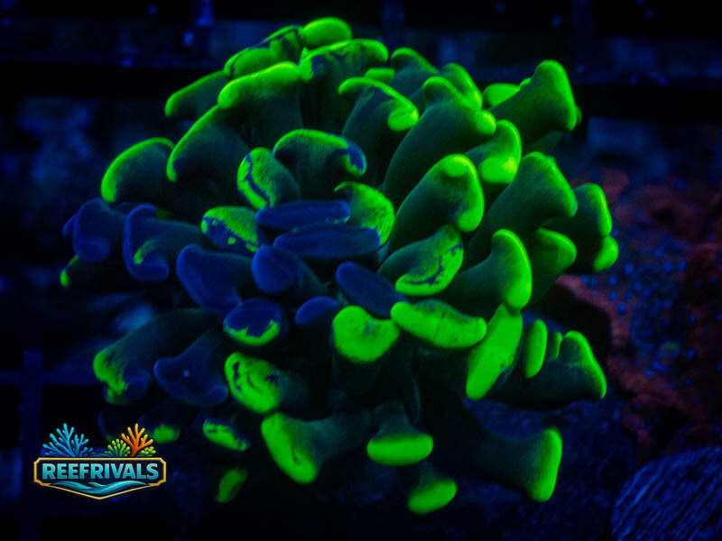TSA Glow Tip Hammer WYSIWYG coral image | ReefRivals TSA Glow Tip Hammer coral image from ReefRivals, listed as Fimbriaphyllia ancora and Hammers