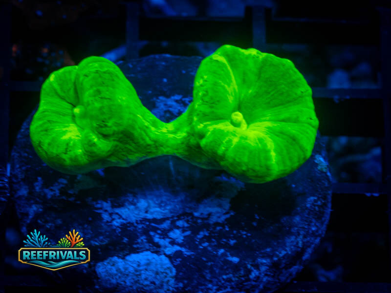 RVL Kryptonite Candy Cane coral image from ReefRivals, listed as Caulastrea sp. and LPS Branching
