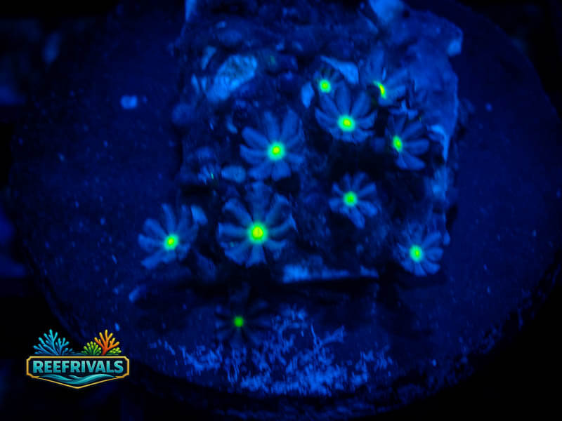 WWC Midnight Daisy Polyps coral image from ReefRivals, listed as Clavularia sp. and Soft Coral