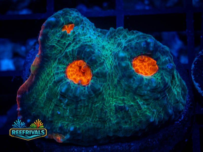 WA Treasure Cove Chalice coral image from ReefRivals, listed as Echinophyllia sp. and Chalices