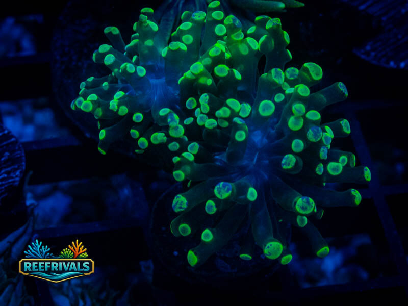 RVL Green Splatter Frammer (2 Heads) WYSIWYG coral image | ReefRivals RVL Green Splatter Frammer (2 Heads) coral image from ReefRivals, listed as Fimbriaphyllia paraancora and LPS Branching