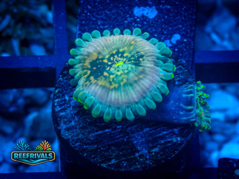 ECC Hawaiian Ding Dang Zoa WYSIWYG coral image | ReefRivals ECC Hawaiian Ding Dang Zoa coral image from ReefRivals, listed as Zoanthus sp. and Zoas