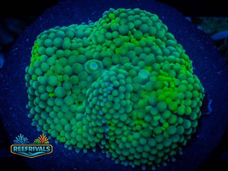 RVL Lemon Lime Ricordea Mushroom WYSIWYG coral image | ReefRivals RVL Lemon Lime Ricordea Mushroom coral image from ReefRivals, listed as Ricordea florida and Mushrooms