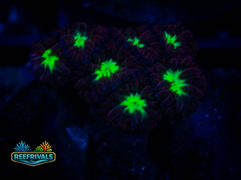 ARC Red Velvet Blasto coral image from ReefRivals, listed as Blastomussa sp. and LPS Fleshy
