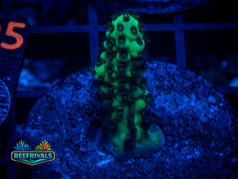 TSA Cookie Monster Acro coral image from ReefRivals, listed as Acropora sp. and Soft Coral