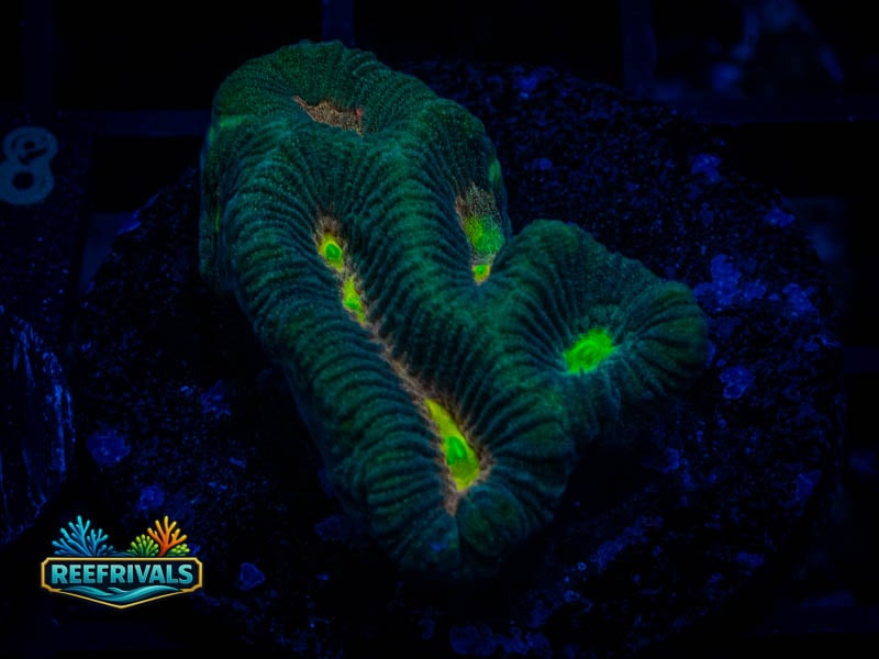 CC Evil Sunset Platygyra WYSIWYG coral image | ReefRivals CC Evil Sunset Platygyra coral image from ReefRivals, listed as Platygyra sp. and Encrusting