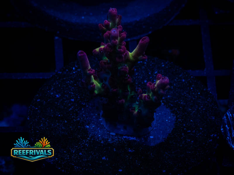 JF Fox Flame Acro WYSIWYG coral image | ReefRivals JF Fox Flame Acro coral image from ReefRivals, listed as Acropora sp. and Acros