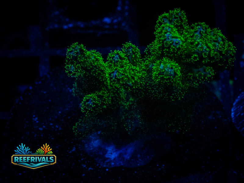 WWC Fallout Pocillopora WYSIWYG coral image | ReefRivals WWC Fallout Pocillopora coral image from ReefRivals, listed as Pocillopora sp. and SPS Branching